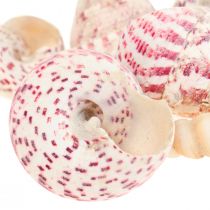 Artikel Maritime Deko Schneckenhäuser Deko Rosa Trochus Maculatus 1100gr