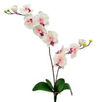 2 Orchidee mit 60cm Floristik24.at Zweigen Weiß-Rosa-750077