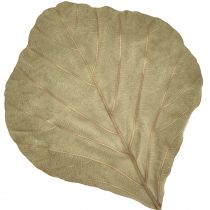 Artikel Cobra Blätter Getrocknet Grün Natur 15cm–17cm 50St