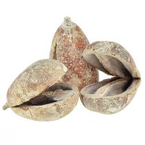 Mokka-Schoten Fruchtschalen Pear Pods weiß gewaschen 4 - 6 cm 50Stück