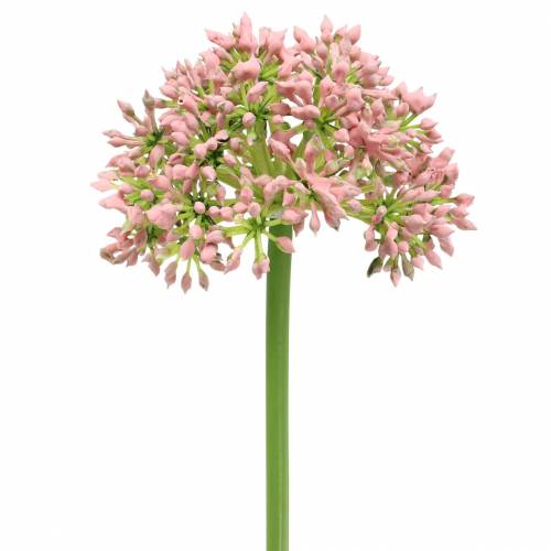 Floristik24 Allium künstlich Rosa 55cm