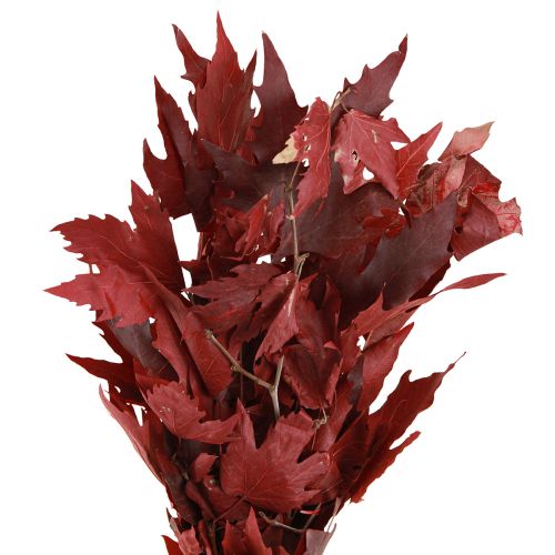 Dekozweige Ahorn Blätter Deko Ahornblätter Rot 50-60cm 100g