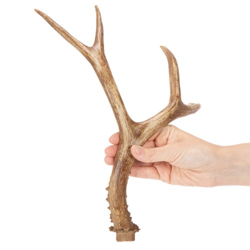 Artikel Künstliches Geweih Polyresin naturgetreu 32 cm Innenräume