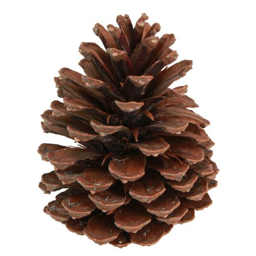 Kiefernzapfen Pinus Maritima Seekiefer Zapfen Deko 12-13cm 3 St