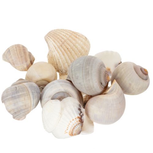 Artikel Natürliche Schnecken und Muscheln, 500g, Dekoset in Naturtönen, 3-6 cm, für Wohnraumdekoration
