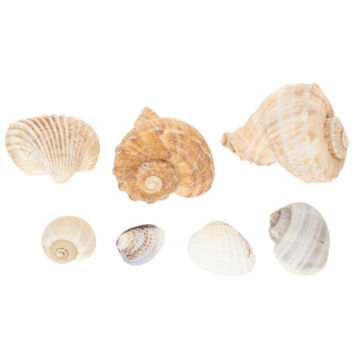 Artikel Natürliche Schnecken und Muscheln, 500g, Dekoset in Naturtönen, 3-6 cm, für Wohnraumdekoration