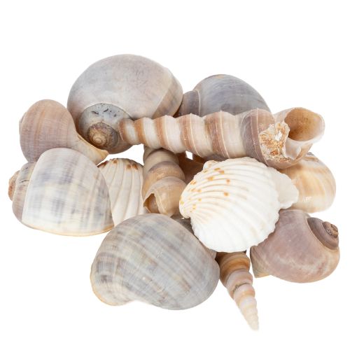 Artikel Natürliche Muscheln und Schnecken 500g, Maritime Dekoration, Beige und Sandtöne