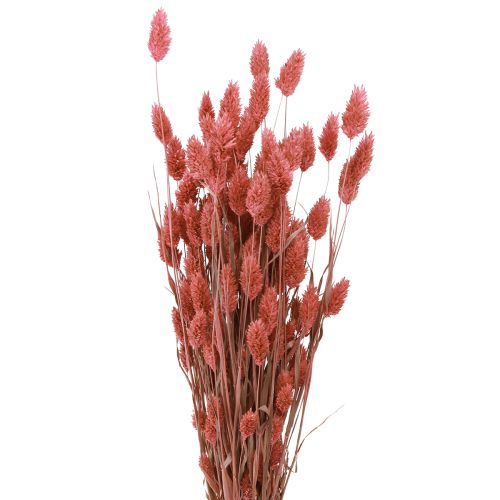 Phalaris Glanzgras Trockenblumen Pink 64cm 70g × 2 Bund