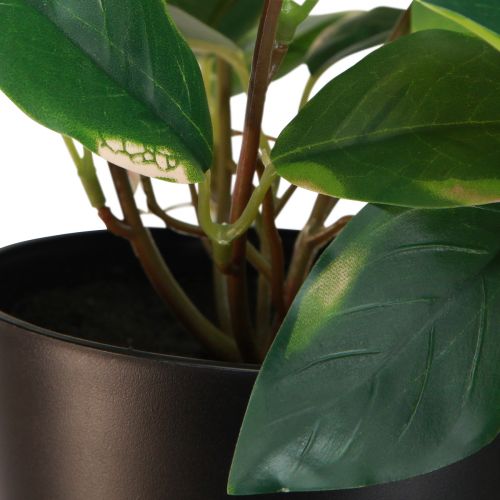 Artikel Philodendron -Scindapsus mit Topf, pflegeleicht – ideal für Büro und Zuhause 32cm