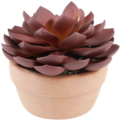 Floristik24 Sukkulente im Topf Echeveria künstlich Rot Ø15cm