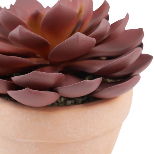 Artikel Sukkulente im Topf Echeveria künstlich Rot Ø15cm