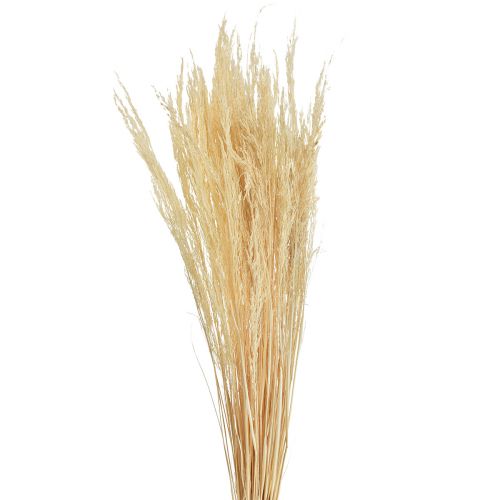 Straußgras Agrostis Capillaris Trockengräser Gebleicht 65cm 80g