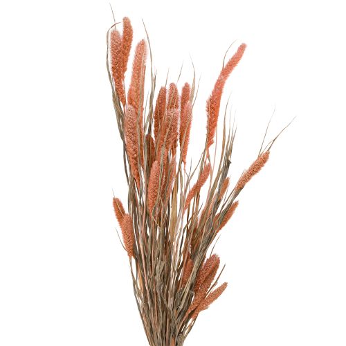 Setaria Borstenhirse Trockendeko Lachs 69cm 70-75g x 2St