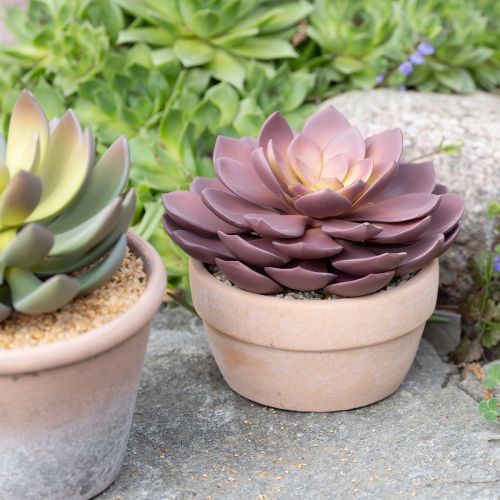 Artikel Sukkulente im Topf Echeveria künstlich Rot Ø15cm