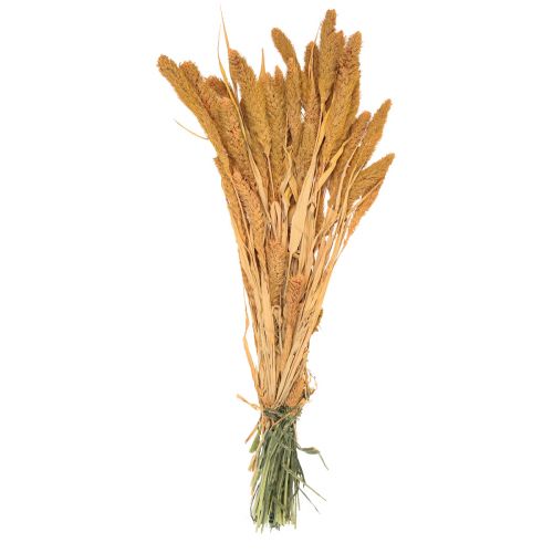 Artikel Trockenblumen, Setaria Pumila, Borstenhirse Orange 72cm 225g