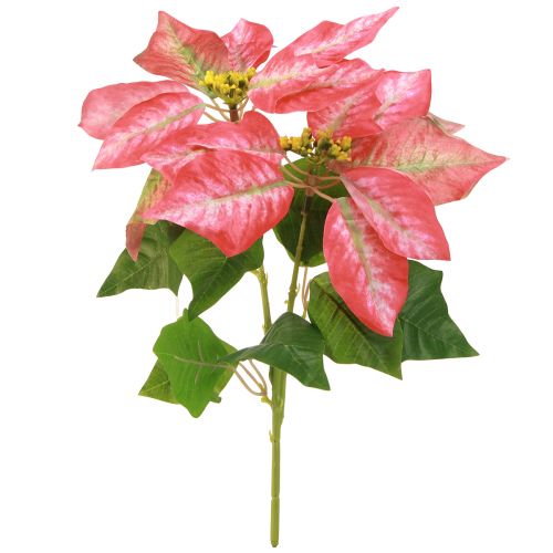 Floristik24 Weihnachtsstern Künstlich Rot Rosa L35cm 6 St 2 Bund