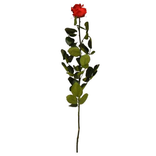 Amorosa Rot Infinity Rose mit Blättern Konserviert L54cm