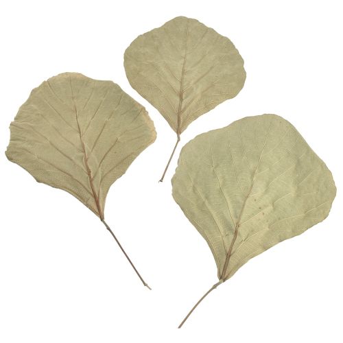 Cobra Blätter Getrocknet Grün Natur 15cm–17cm 50St