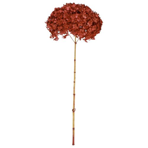 Artikel Hortensie Konserviert Trockenblumen Rot Ø20cm L50–60cm