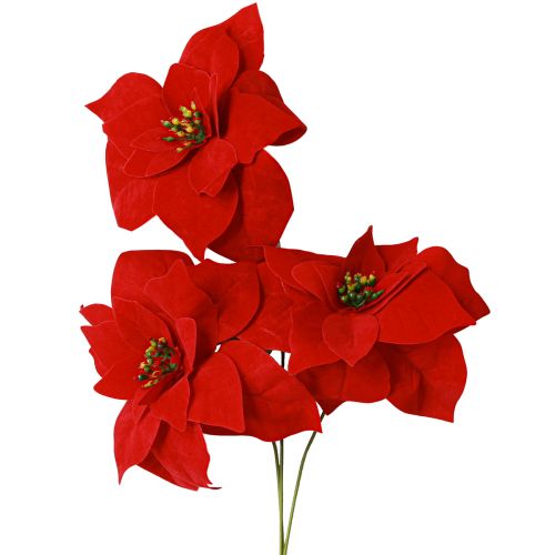 Floristik24 Prächtiger Weihnachtsstern - Poinsettia in Rot – 46 cm 6St.