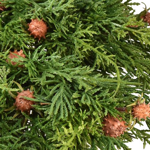 Floristik24 Tannenkranz Thuja mit Knospen Basis Rebenkranz Ø50cm