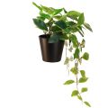 Floristik24 Philodendron -Scindapsus mit Topf, pflegeleicht – ideal für Büro und Zuhause 32cm