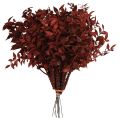 Floristik24 Ruscus Rot am Draht Dekozweige getrocknet 20cm 1 Bund