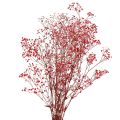 Floristik24 Schleierkraut Gypsophila Trockenblumen Rot 50cm 55g