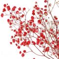 Floristik24 Schleierkraut Gypsophila Trockenblumen Rot 50cm 55g