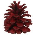 Floristik24 Schwarzkiefernzapfen Bordeaux Deko Zapfen Rot 6-8cm 6 St