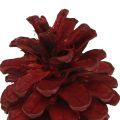 Floristik24 Schwarzkiefernzapfen Bordeaux Deko Zapfen Rot 6-8cm 6 St