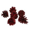 Floristik24 Schwarzkiefernzapfen Bordeaux Deko Zapfen Rot 6-8cm 6 St