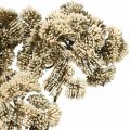 Floristik24 Sedum Kunstblume Fetthenne Creme Blumendeko Herbst 70cm 3St