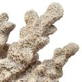 Floristik24 Detailgetreue Korallen-Deko aus Polyresin in Grau – 26 cm – Maritime Eleganz für Ihr Zuhause